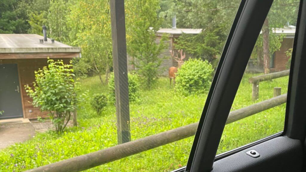 Foto eines Hirsches vom Auto aus bei der Ankunft im Center Parcs Les Trois Forêts