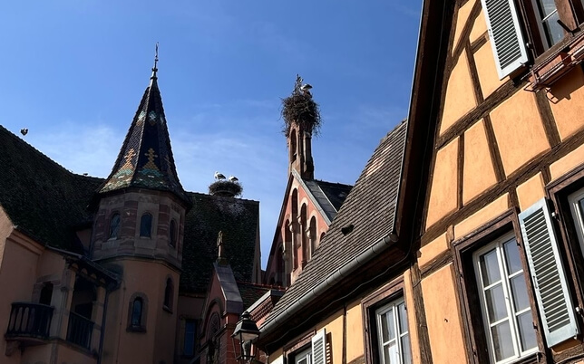 Foto eines Storchennests im Elsass