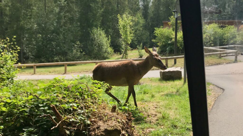 Foto eines Rehs im Center Parcs Les Trois Forêts
