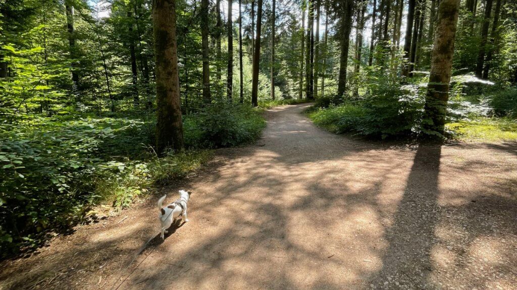 Foto eines Waldweges mit einem Hund im Center Parcs Les Trois Forêts