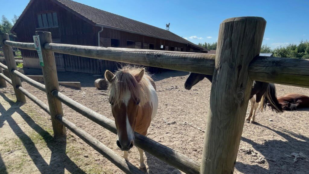 Foto eines Ponys vom Bauernhof des Center Parcs „Les Trois Forêts“