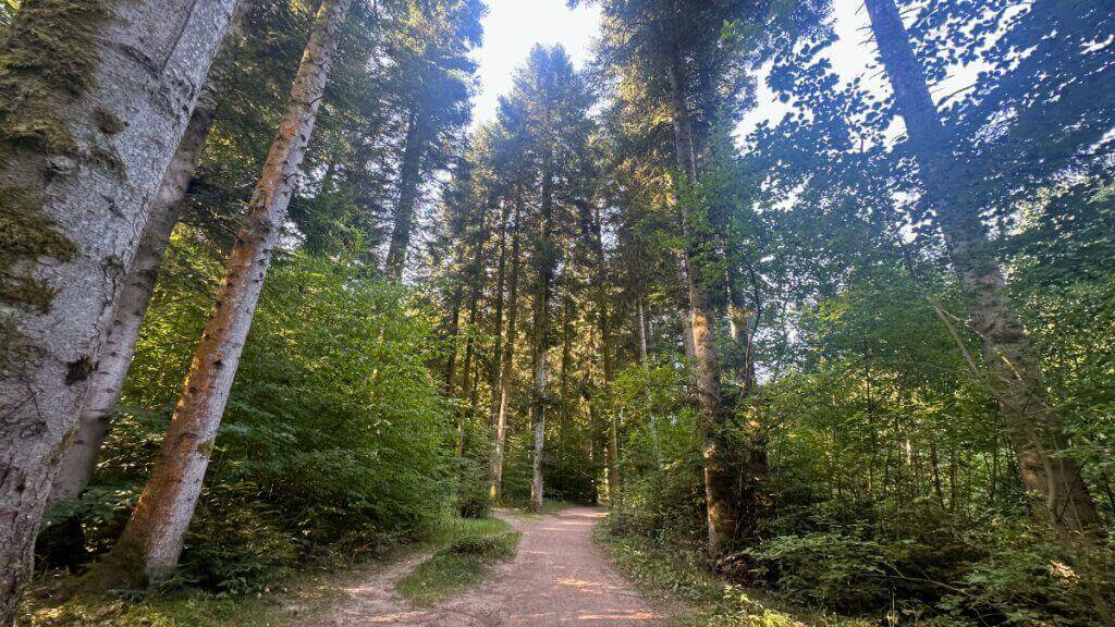 Waldweg auf dem Gelände des Center Parcs „Les Trois Forêts“, ideal für einen Spaziergang oder zum Joggen